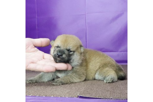 販売中の愛知県の柴犬-340771の3枚目